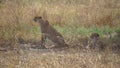 African Cheetah aka Gepard Couple Resting in Shade of Tree in Tanzania