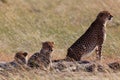 African cheetah family on watch on a knoll