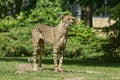 the african cheetah is the fasted land mammal on earth Royalty Free Stock Photo