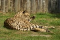 the african cheetah is the fasted land mammal on earth Royalty Free Stock Photo