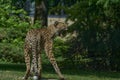 the african cheetah is the fasted land mammal on earth Royalty Free Stock Photo