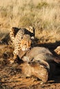 African cheetah feasting on a warthog Royalty Free Stock Photo