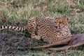 African Cheetah feasting on a warthog on the Savannah grass at the Masai Mara National Reserve Royalty Free Stock Photo