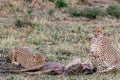 African Cheetah feasting on a warthog on the Savannah grass at the Masai Mara National Reserve Royalty Free Stock Photo