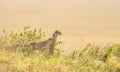 African cheetah on a hill in Serengeti Royalty Free Stock Photo