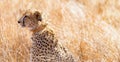 African Cheetah lying in the grass Royalty Free Stock Photo