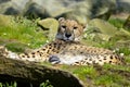 African Cheetah lying on ground Royalty Free Stock Photo