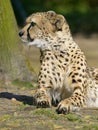 African Cheetah lying on ground Royalty Free Stock Photo