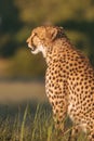 African cheetah, Masai Mara National Park, Kenya, Africa. Cat in nature habitat. Greeting of cats Acinonyx jubatus Royalty Free Stock Photo