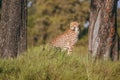 African cheetah, Masai Mara National Park, Kenya, Africa. Cat in nature habitat. Greeting of cats Acinonyx jubatus Royalty Free Stock Photo