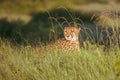 African cheetah, Masai Mara National Park, Kenya, Africa. Cat in nature habitat. Greeting of cats Acinonyx jubatus Royalty Free Stock Photo