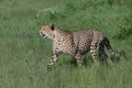 African cheetah, Masai Mara National Park, Kenya, Royalty Free Stock Photo