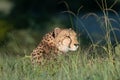 African cheetah, Masai Mara National Park, Kenya, Royalty Free Stock Photo