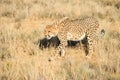 An African cheetah on the prowl Royalty Free Stock Photo