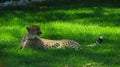 African cheetah sitting in the cool grass. Royalty Free Stock Photo