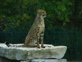 African cheetah sitting on a rock ledge. Royalty Free Stock Photo