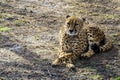 The African cheetah in the spring zoo is resting on the first green grass. Russia. Royalty Free Stock Photo