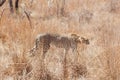 African Cheetah stalking prey in long grass Royalty Free Stock Photo