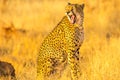 Cheetah very angry Royalty Free Stock Photo
