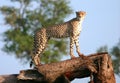 African cheetah Royalty Free Stock Photo