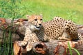 African Cheetahs Acinonyx jubatus sitting on tree Royalty Free Stock Photo