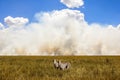 African cheetahs in the background of the sky and clouds. Smoke