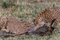 African Cheetahs feasting on a warthog on the Savannah grass at the Masai Mara Royalty Free Stock Photo