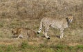 African Cheetahs on grass Royalty Free Stock Photo