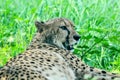 African cheetahs on the lawn Royalty Free Stock Photo