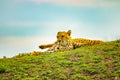 African cheetahs is lying on the green grass. The background is blue sky. It is close up photo. It is natural background with Royalty Free Stock Photo