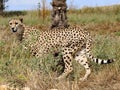 African Cheetahs in tall grass Royalty Free Stock Photo