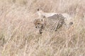 African cheetahs Royalty Free Stock Photo