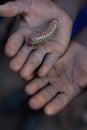 African child& x27;s hands holding a worm. Royalty Free Stock Photo