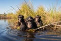 African chimpanzee family enjoying safari in river, natural habitat wildlife image Royalty Free Stock Photo