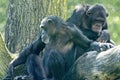 African Chimpanzee family, Pan troglodytes, resting on a large tree trunk