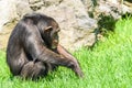 African Chimpanzee Royalty Free Stock Photo