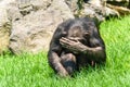 African Chimpanzee Hiding His Face Royalty Free Stock Photo