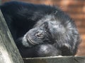 African Chimpanzee, Pan troglodytes, resting, resting his head on his hand