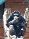 African Chimpanzee, Pan troglodytes, sits on a trunk and eats fruit