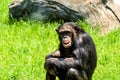 African Chimpanzee Portrait Royalty Free Stock Photo