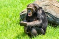 African Chimpanzee Portrait Royalty Free Stock Photo