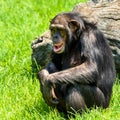 African Chimpanzee Portrait Royalty Free Stock Photo