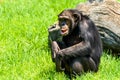 African Chimpanzee Portrait Royalty Free Stock Photo