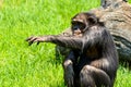 African Chimpanzee Portrait