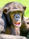 African Chimpanzee Portrait Royalty Free Stock Photo