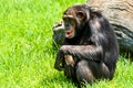 African Chimpanzee Portrait Royalty Free Stock Photo