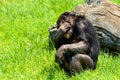 African Chimpanzee Portrait Royalty Free Stock Photo