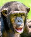 African Chimpanzee Portrait Royalty Free Stock Photo