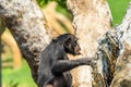 African Chimpanzee In Tree Royalty Free Stock Photo