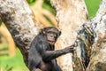 African Chimpanzee In Tree Royalty Free Stock Photo